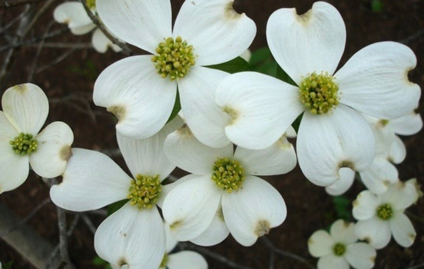 white dogwood flowers 