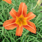 Orange Original Daylily Plant | Buy Hemerocallis Fulva Ditch Lily