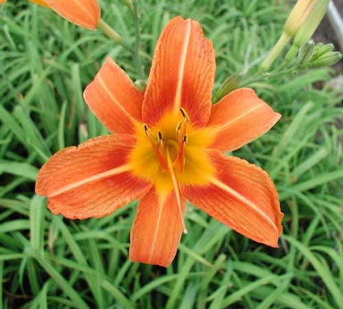 Original Orange Daylily in full bloom.
