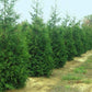 Green Giant Arborvitae hedge for sale.
