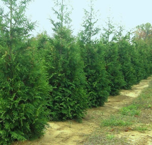 Arborvitae 'Green Giant'