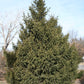 Norway Spruce Tree For Sale | Buy "Picea Abies" Live Plant Online