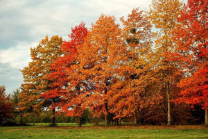 Pin Oak Tree