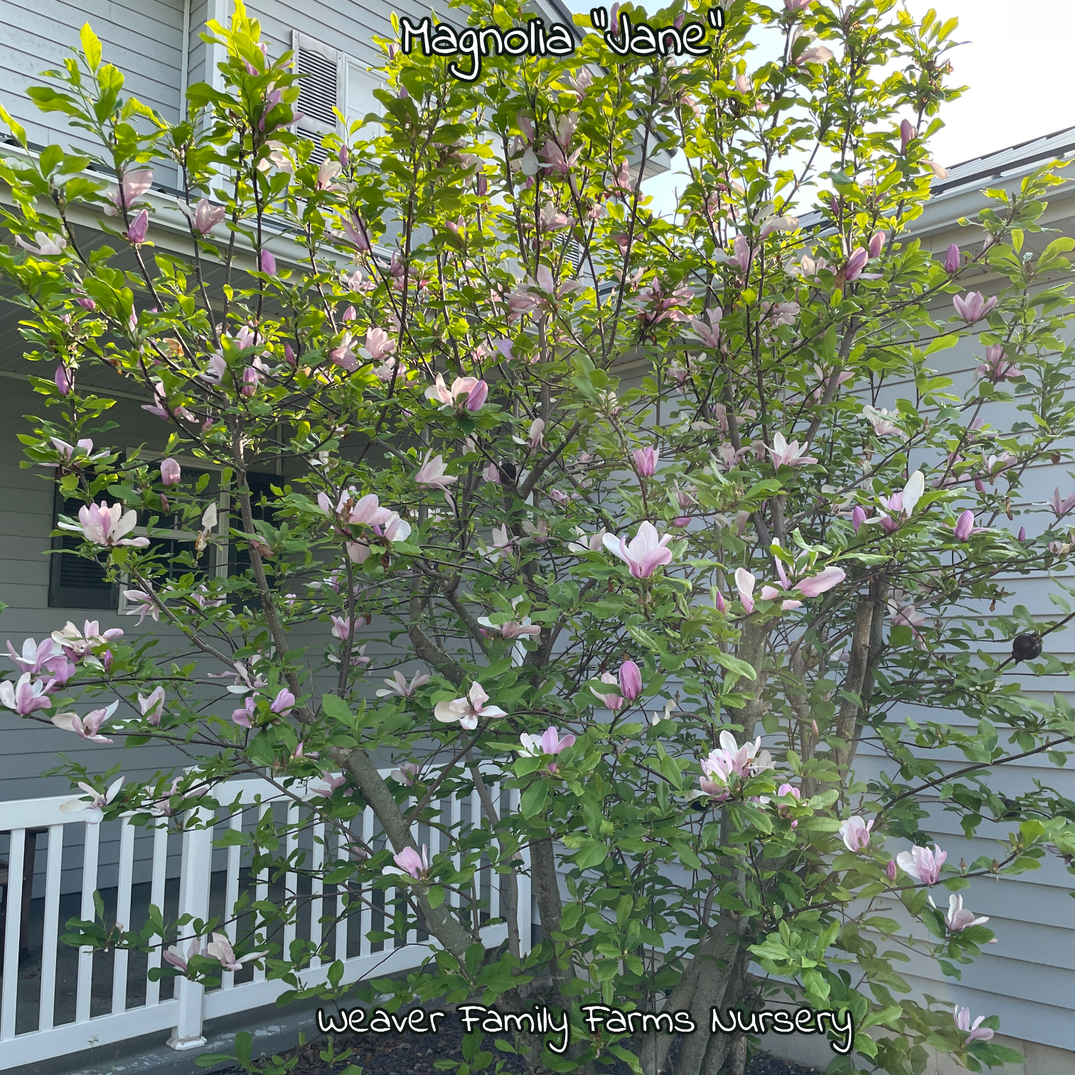 Magnolia Jane for sale, planted in a small garden setting.
