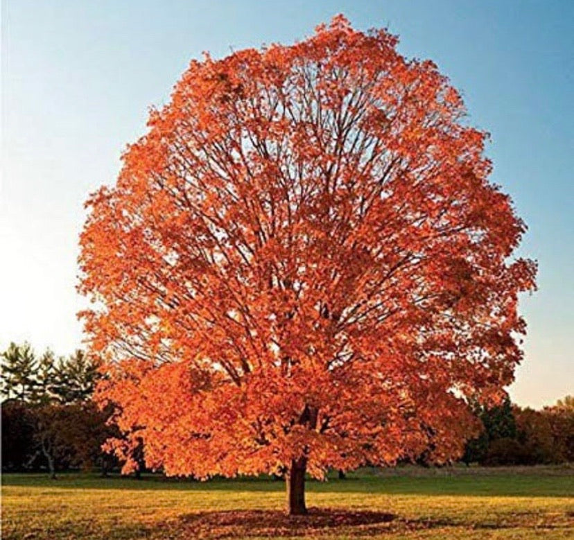 Sugar Maple Tree For Sale | Buy Live "Acer Saccharum" Tree Online