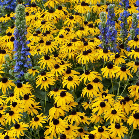 Blooming black eyed susan flowers.
