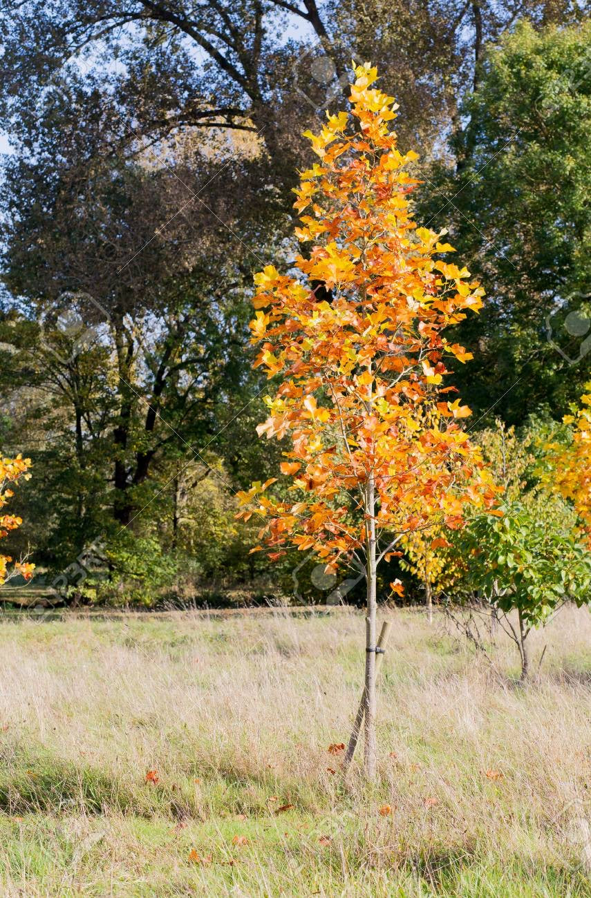 Tulip Poplar Tree For Sale | Buy Live "Liriodendron Tulipifera" Online