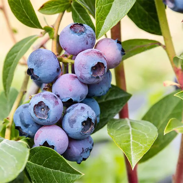 Buy "Blue Gold" Blueberry Plants Online | Vaccinium Sect. Cyanococcus