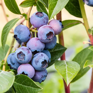 Blueberry Plant 'Blue Gold'