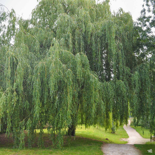 Weeping Willow - Weaver Family Farms Nursery