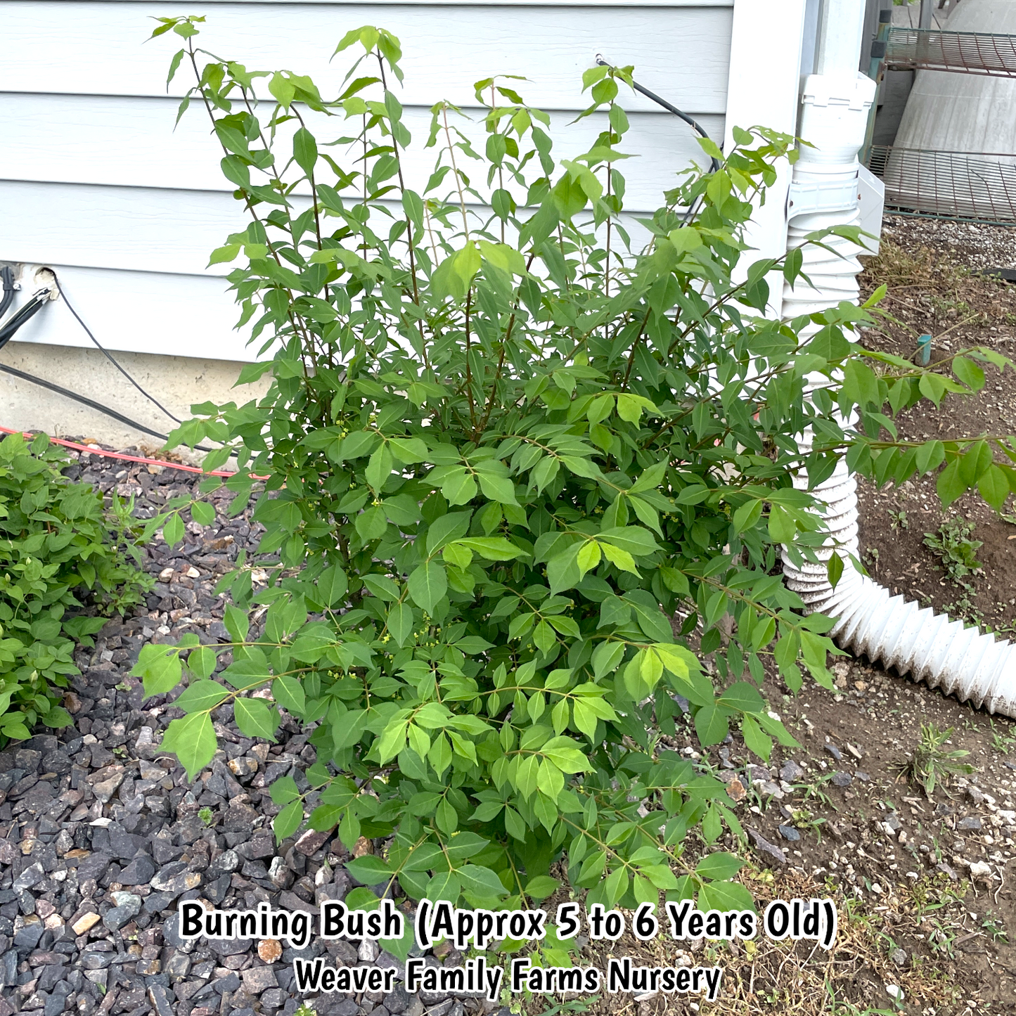 Dwarf Burning Bush - Weaver Family Farms Nursery