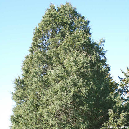 Red Cedar tree providing privacy screen.
