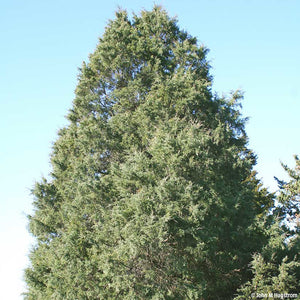 Eastern Red Cedar