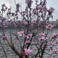 Magnolia Jane tree in full bloom with deep pink flowers.
