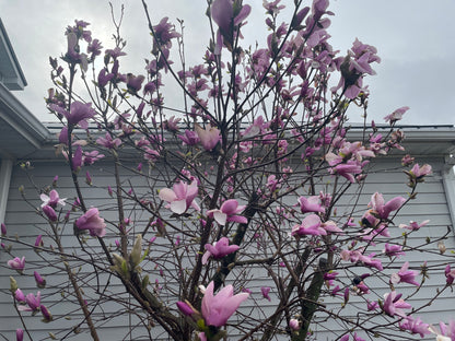 Magnolia Jane tree in full bloom with deep pink flowers.
