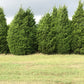 Eastern Red Cedar Tree For Sale | Buy Juniperus Virginiana Online