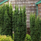 Yew “Hicks” | Easy To Grow Drought Tolerant Privacy Evergreen Shrub