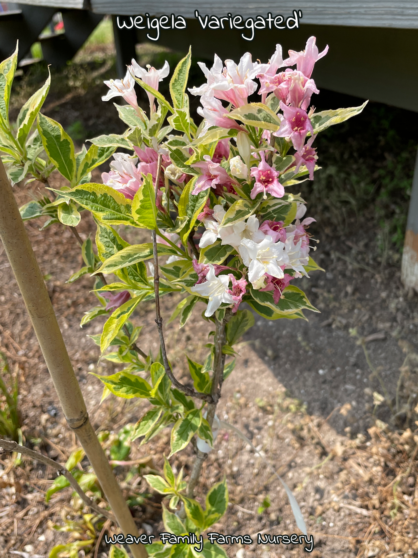 Weigela “Variegated” - Weaver Family Farms Nursery