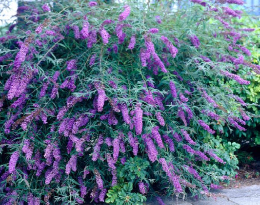 Butterfly Bush For Sale | Buy Buddleia Summer Lilac Bush Plants Online
