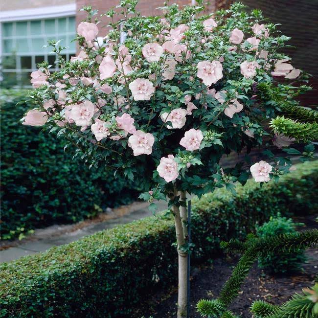 Rose Of Sharon For Sale | Buy Althea "Hibiscus Syriacus" Shrub Online