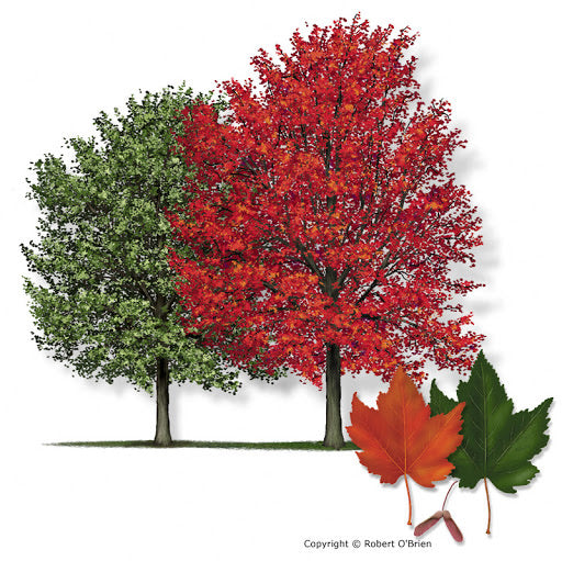 Red Maple Tree For Sale | Buy Live "Acer Rubrum" Tree Online