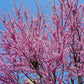 Redbud Tree For Sale | Buy Live "Cercis Canadensis" Plant Online