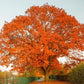 Northern Red Oak Tree For Sale | Buy "Quercus Rubra" Oak Tree Online