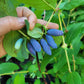 Honeyberry "Aurora" Haskap - Weaver Family Farms Nursery