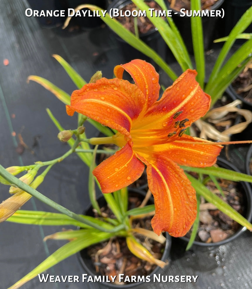 Original Orange Daylily - Weaver Family Farms Nursery