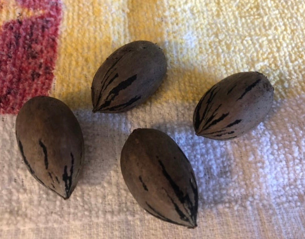 Pecan Nuts For Sale | Buy Pecans Online Shipped Right To Your Door
