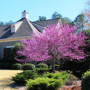 Redbud Tree