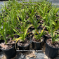 Purple daylilys for sale
