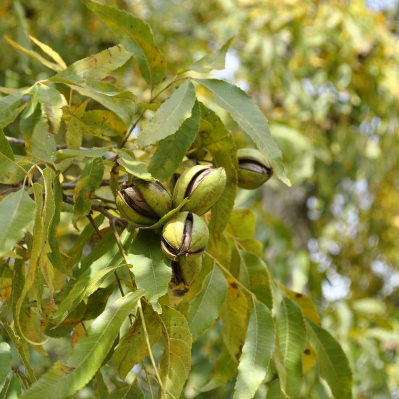 Hardy Native Pecan Tree For Sale | Buy Carya Illinoinensis Tree Online