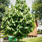 PawPaw Tree For Sale | Buy Live "Asimina Triloba" Pawpaw Plant Online