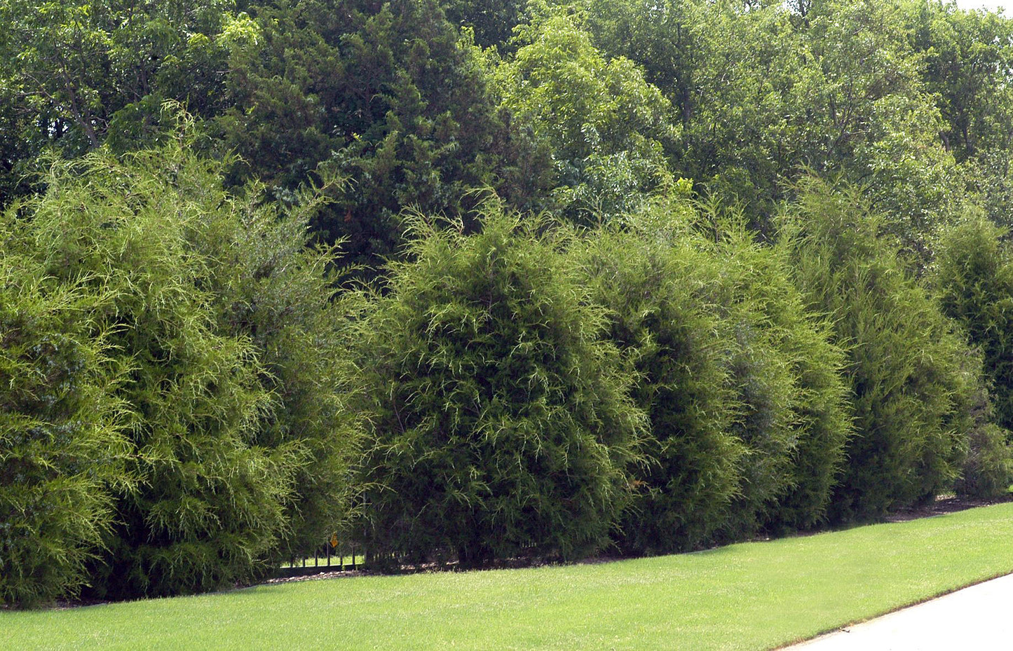 Eastern Red Cedar Tree For Sale | Buy Juniperus Virginiana Online