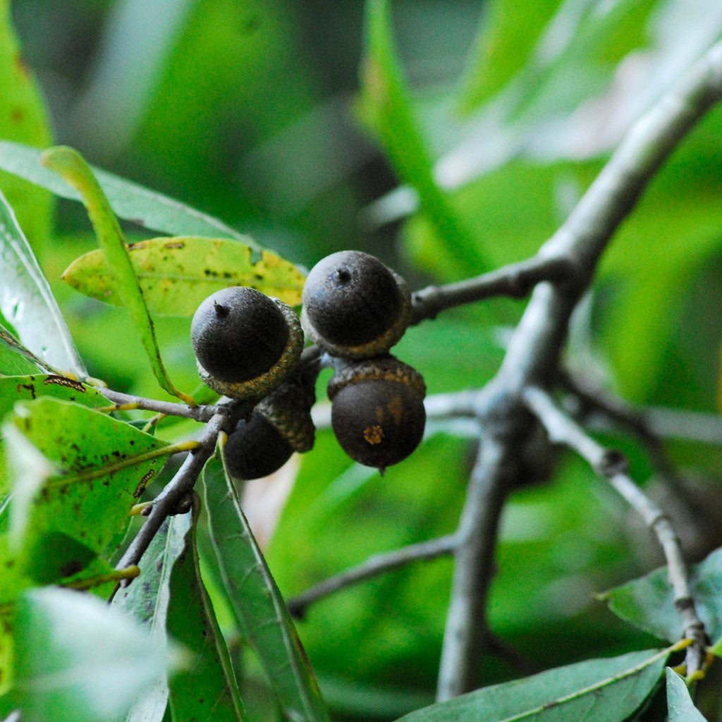 willow oak acorn seeds