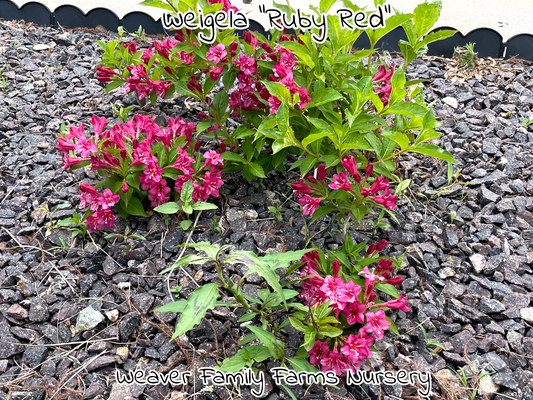 Weigela “Ruby Red” - Weaver Family Farms Nursery