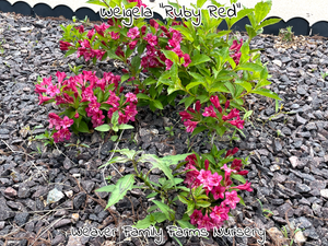 Weigela 'Ruby Red'