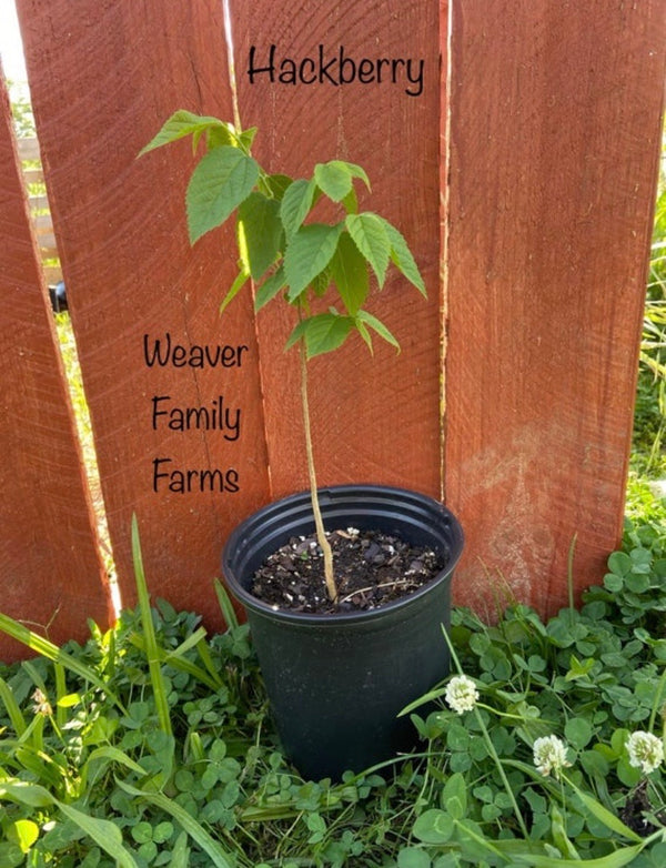 Hackberry Tree for Sale | Common Hackberry Tree Online – Weaver Family ...