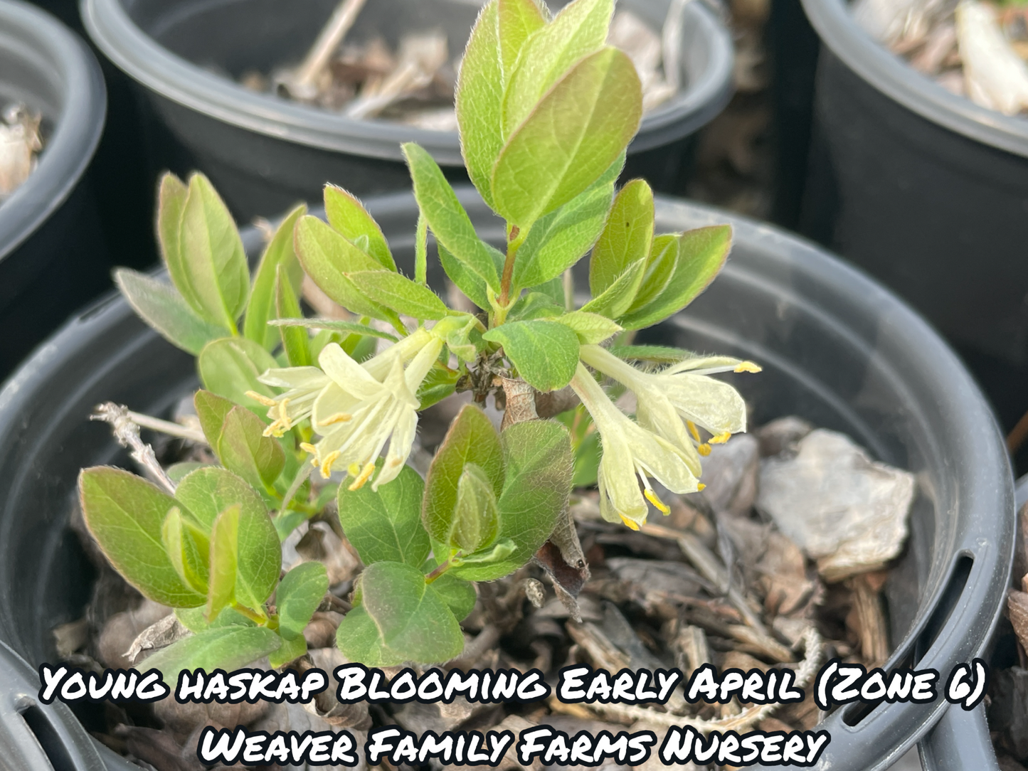 Honeyberry "Tundra" Haskap - Weaver Family Farms Nursery