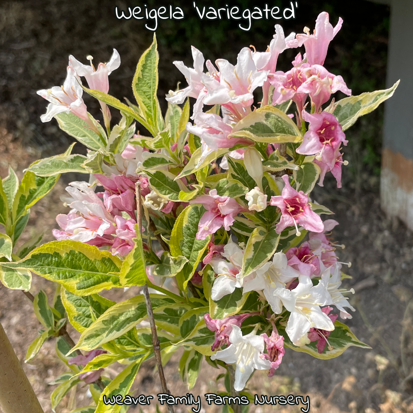 Weigela “Variegated” - Weaver Family Farms Nursery