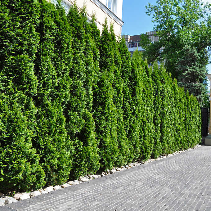 emerald green arborvitae hedge screen