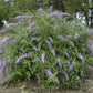 Butterfly Bush For Sale | Buy Buddleia Summer Lilac Bush Plants Online