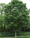 Hackberry Tree for Sale | Common Hackberry Tree Online – Weaver Family ...