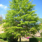 willow oak tree for sale