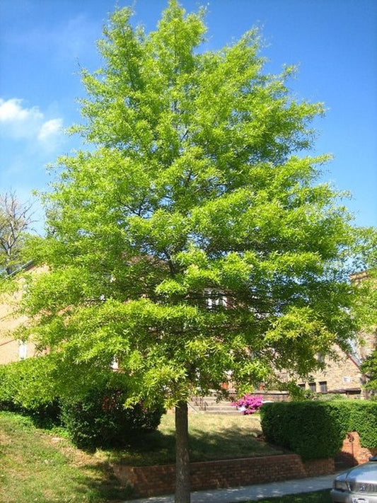 Willow Oak Tree with narrow, willow-like leaves.