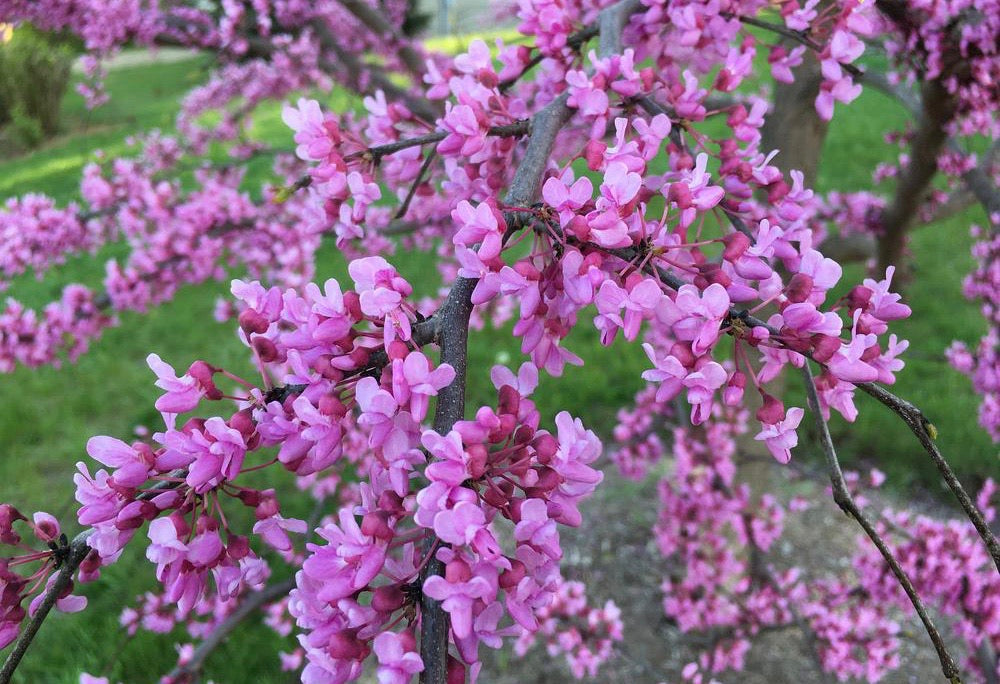 Redbud Tree For Sale | Buy Live "Cercis Canadensis" Plant Online
