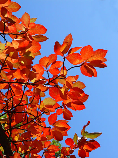 Black Gum Tree For Sale | Buy Tupelo Nyssa Sylvatica Tree Online