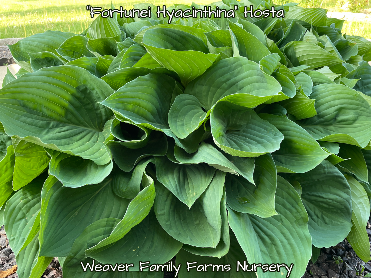 Hosta “Fortunei Hyacinthina" - Weaver Family Farms Nursery