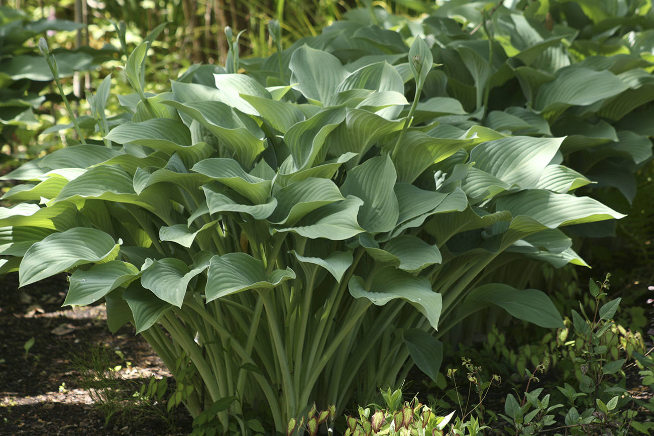 Buy "Krossa Regal" Hosta Online | Large Live Shade Loving Hosta Plant